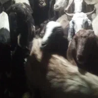 ۱۶عددبز زاییده وابستن|حیوانات مزرعه|تربت‌حیدریه, پائین ولایت|دیوار