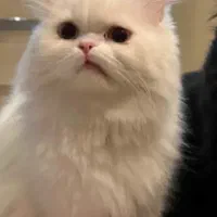 پرشین سفید|گربه|یزد, |دیوار