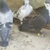 کبوتر زدوخوردی