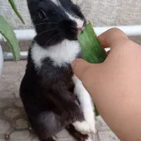 خرگوش|موش و خرگوش|لنجان, |دیوار