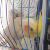 عروس هلندی|پرنده|اصفهان, حصه جنوبی|دیوار