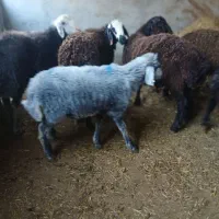 گوسفند نر|حیوانات مزرعه|شاهدشهر, |دیوار