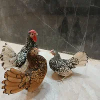 جوجه سبرایت