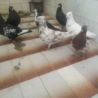 کفتر