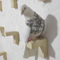 طوقی کرمانشاهی|پرنده|کرمانشاه, |دیوار