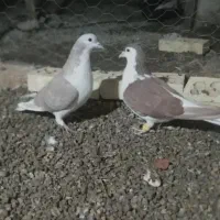 کبوتر چادری|پرنده|تبریز, |دیوار