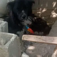 سگ قدرجونی قدریجونی|سگ|مرودشت, ثبت احوال|دیوار