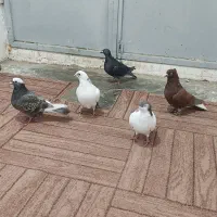 کفتر پرشی|پرنده|جوین, |دیوار