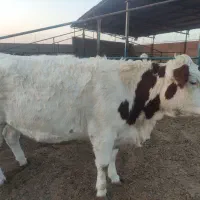 فروش دوراس تلیسه سمیینتال اصل|حیوانات مزرعه|نیشابور, ریوند|دیوار