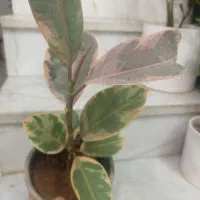 گل اپارتمانی برکه|گل و گیاه طبیعی|یزد, |دیوار