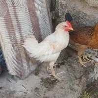 خروس عربی اصیل