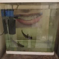 آکواریوم شرکتی دلسا