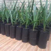 مجهول کش بافت عمانی اصل