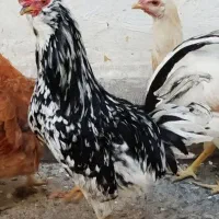 ۳ عدد مرغ تخم گذار