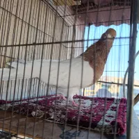 نرکله ای|حیوانات|بروجرد, |دیوار