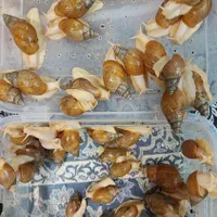 حلزون آلبینو