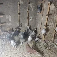 19 عدد کفتر شهری بهبهانی و پلاکی|پرنده|شیراز, جوادیه|دیوار