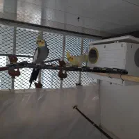 فروش پرنده