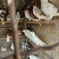 ۵۰طوق کبوتر یا کفتر یکجایی گنجه بر|پرنده|تهران, خلیج فارس|دیوار