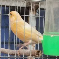 قناری مست بخون سهره.عروس