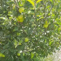 زمین باغی|فروش زمین و ملک کلنگی|بستان آباد, |دیوار