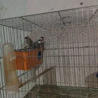 جفت فنچ نرگسی با جوجه