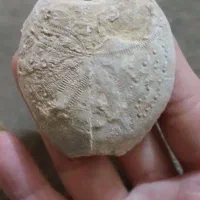 فسیل مرجان دریایی