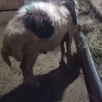 یک راس قوچ