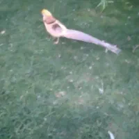 نصب و رگلاژانواع شیشه های سکوریت و دوجداره