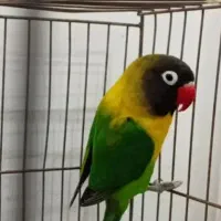 طوطی برزیلی پست آموزشی حتما بخونین