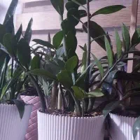 گل ها همه باقیمت مناسب