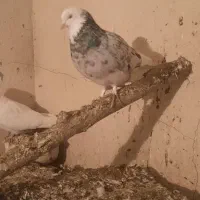 یک سری شازده سرور پشتکار هما خوب