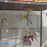 پرنده|پرنده|حاجی آباد, |دیوار