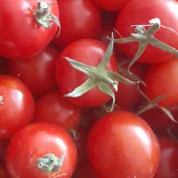 گوجه فرنگی گیلاسی زینتی تزئینی