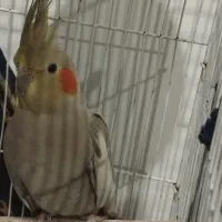 عروس آهویی ماده