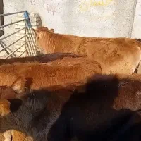 ۱۰راس گوساله قیمت مناسب