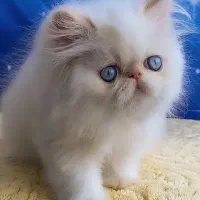 گربه های سوپر فلت پرشین