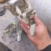 ۶ تا بچه گربه ناز و ملوس بازیگوش