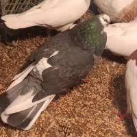 3 جفت کبوتر|پرنده|سیلوانه, |دیوار