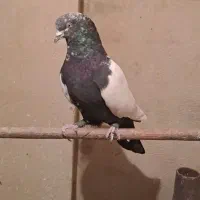 کبوتر|پرنده|قم, باجک دو|دیوار