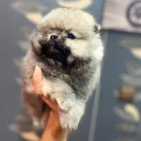 پامرین، شی هوا هوا، فرنچ بولداگ و پیکینیز