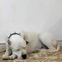 داگو آرژانتینو نر جهت کشش|سگ|رباط‌کریم, رباط‌کریم|دیوار