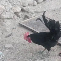 خروس محلی اصیل درجه یک سیاه مخملی|حیوانات مزرعه|کاکی, |دیوار