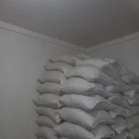 برنج شیرودی