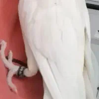 گمشده