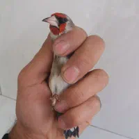 سهره کرمانی نر شوربخون|پرنده|یزد, |دیوار