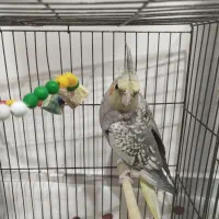 جوجه عروس هلندی