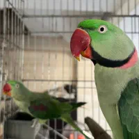 شاه طوطی نر و ماده جفت