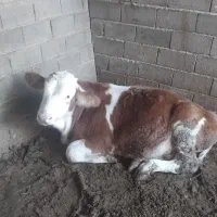 چهار عدد گوساله نر
