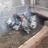 خروسمرغ فروشی گلین چهل تاج ریشو پردیس جاجرود